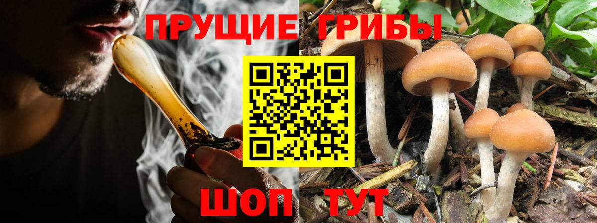Галлюциногенные грибы Cubensis Междуреченск